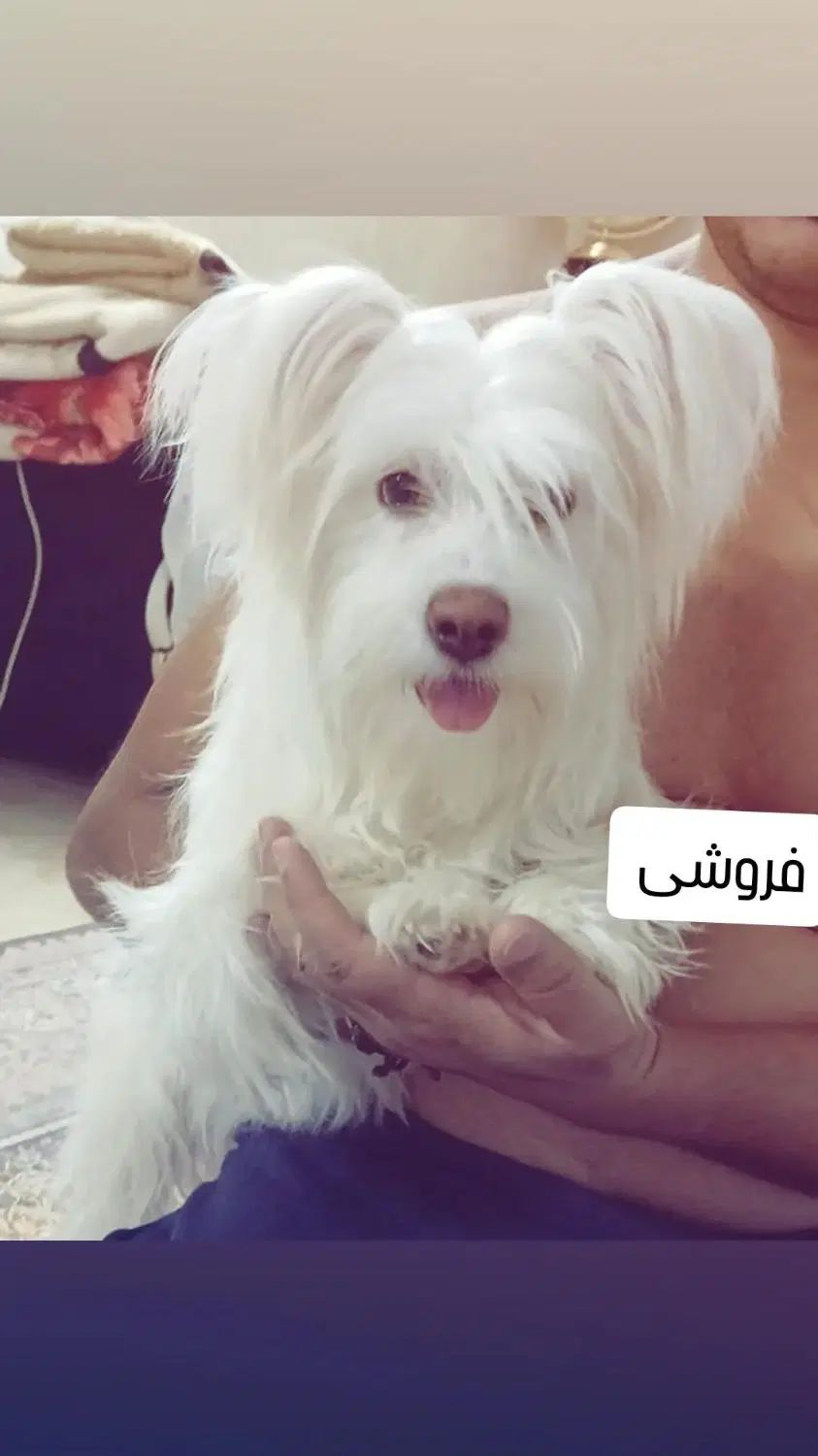 سگ پشمالونژادشتیزو باتوله ها بفروش می‌رسد.|سگ|مشهد, انقلاب|دیوار