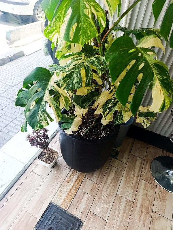 برگ انجیری مانسلرا ابلغ|گل و گیاه طبیعی|تهران, ائمه اطهار|دیوار