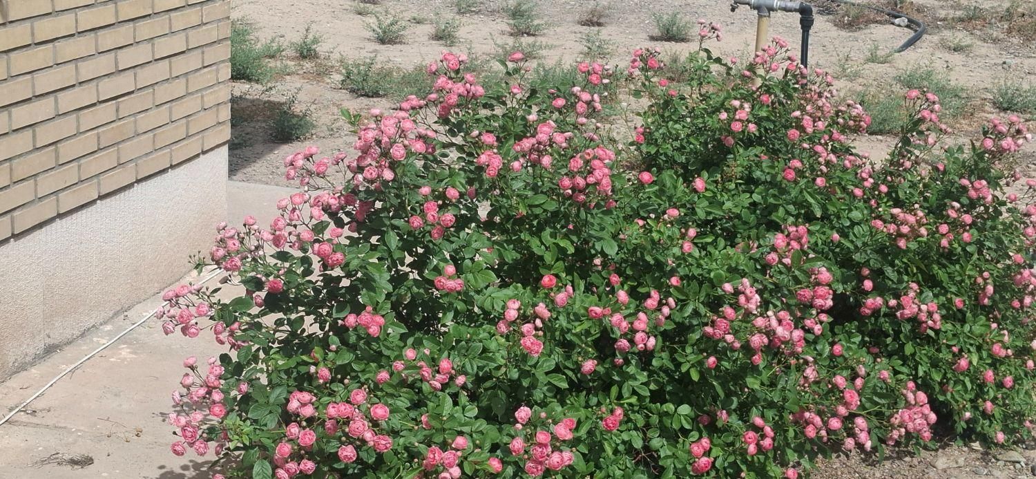 400 متری سند دار مناسب باغ و سوله|فروش خانه و ویلا|تهران, مشیریه|دیوار