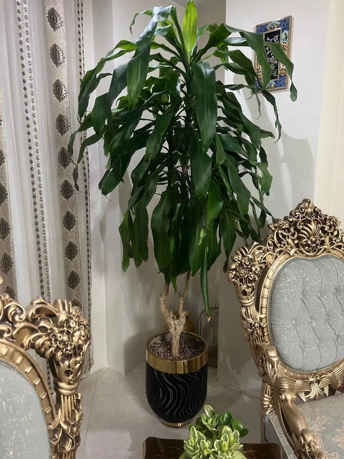 گیاه بلالی|گل و گیاه طبیعی|کرج, باغستان|دیوار
