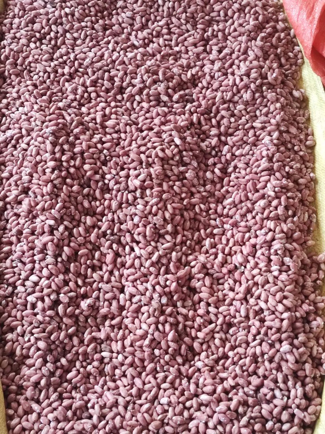بادام درجه یک آستانه اشرفیه ممتاز محصول شهریور 404|خوردنی و آشامیدنی|تهران, الهیه|دیوار