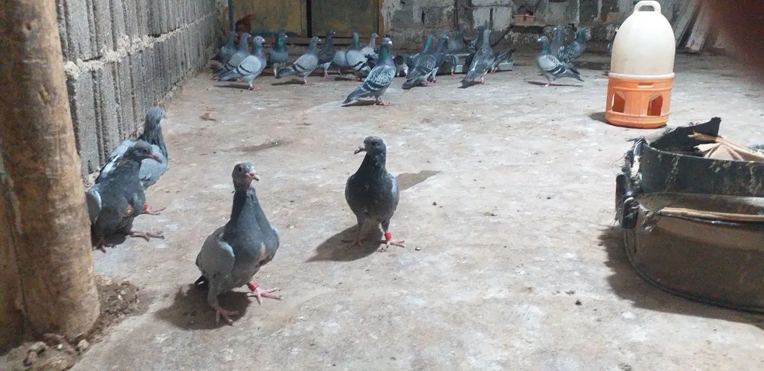 سلام وعرض ادب ۴عدد جوجه پلاکی مسافتی دونه ای ۵۰۰|پرنده|یاسوج, |دیوار