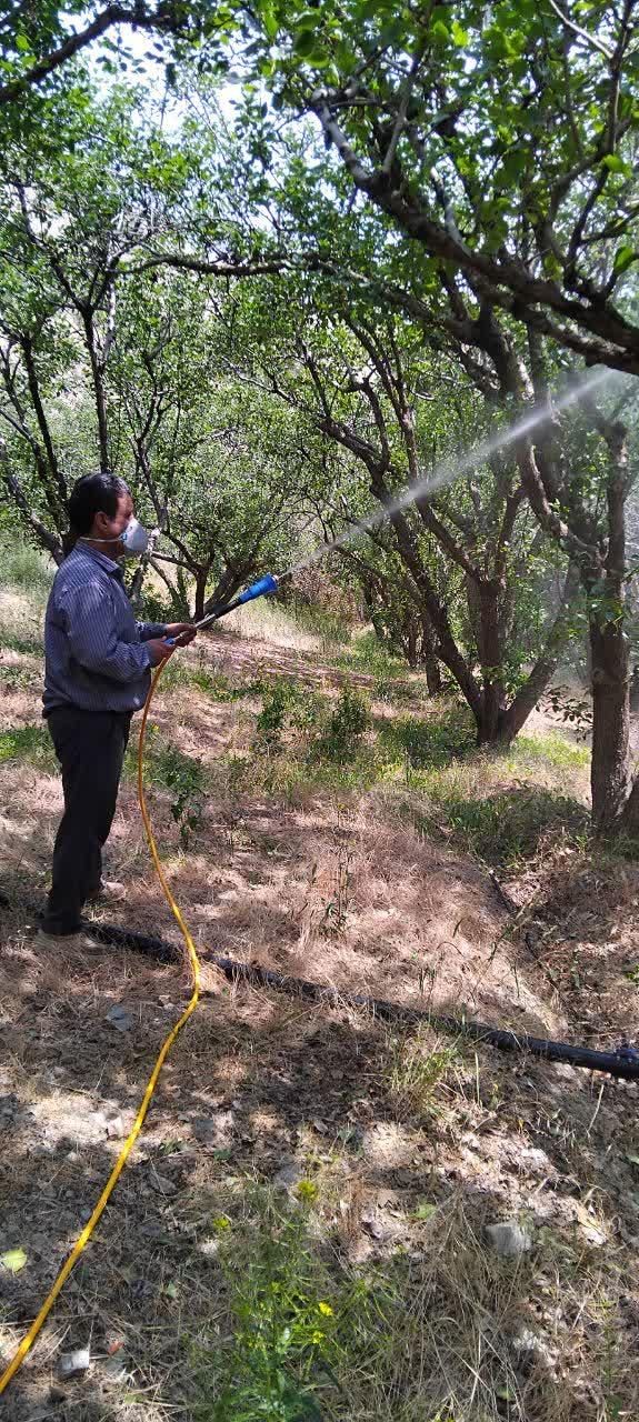 سم پاشی شخم زنی علف زنی وچاله کنی وچاله ستون فنس|خدمات باغبانی و درختکاری|مشکیندشت, |دیوار