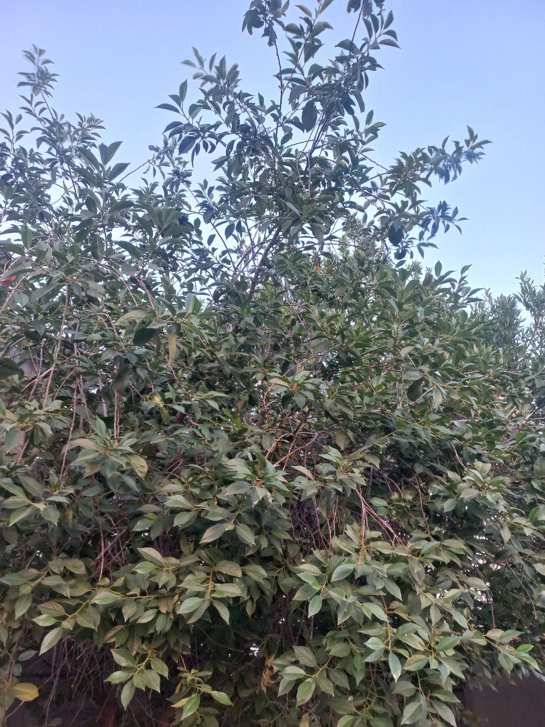 خانه ویلایی تروتمیز باتمام امکانات|اسکان اضطراری|اردبیل, |دیوار