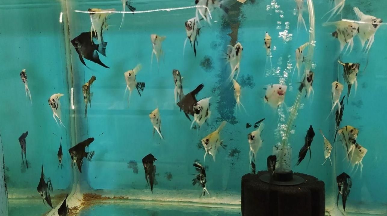 ماهی گوشتخوار و گیاهخوار و فایتر|ماهی|شیراز, کوشک میدان|دیوار