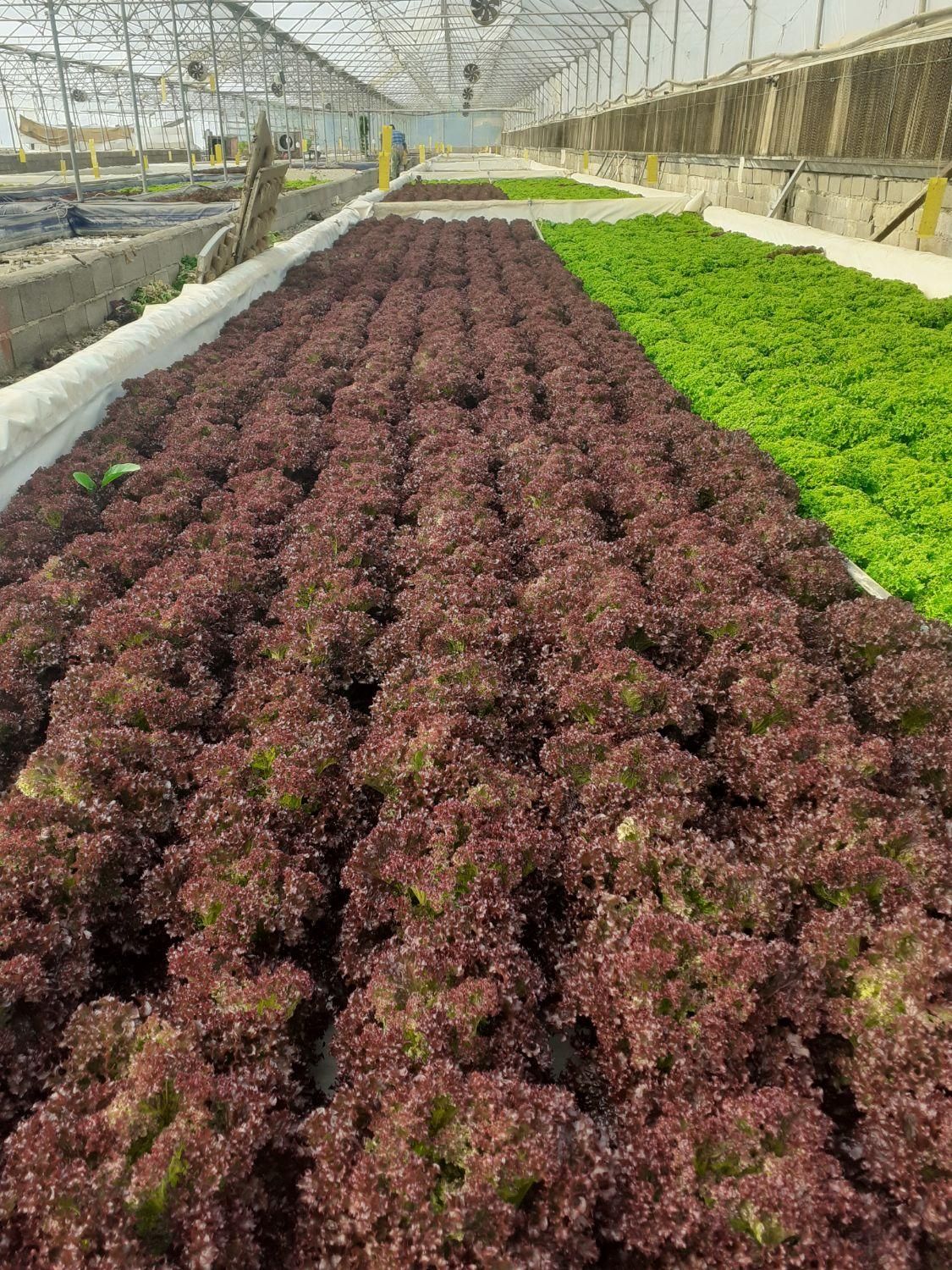 اجار ه و فروش گلخانه هیدروپونیک  کاهو فرانسوی|فروش دفتر صنعتی، کشاورزی، تجاری|گرمدره, |دیوار