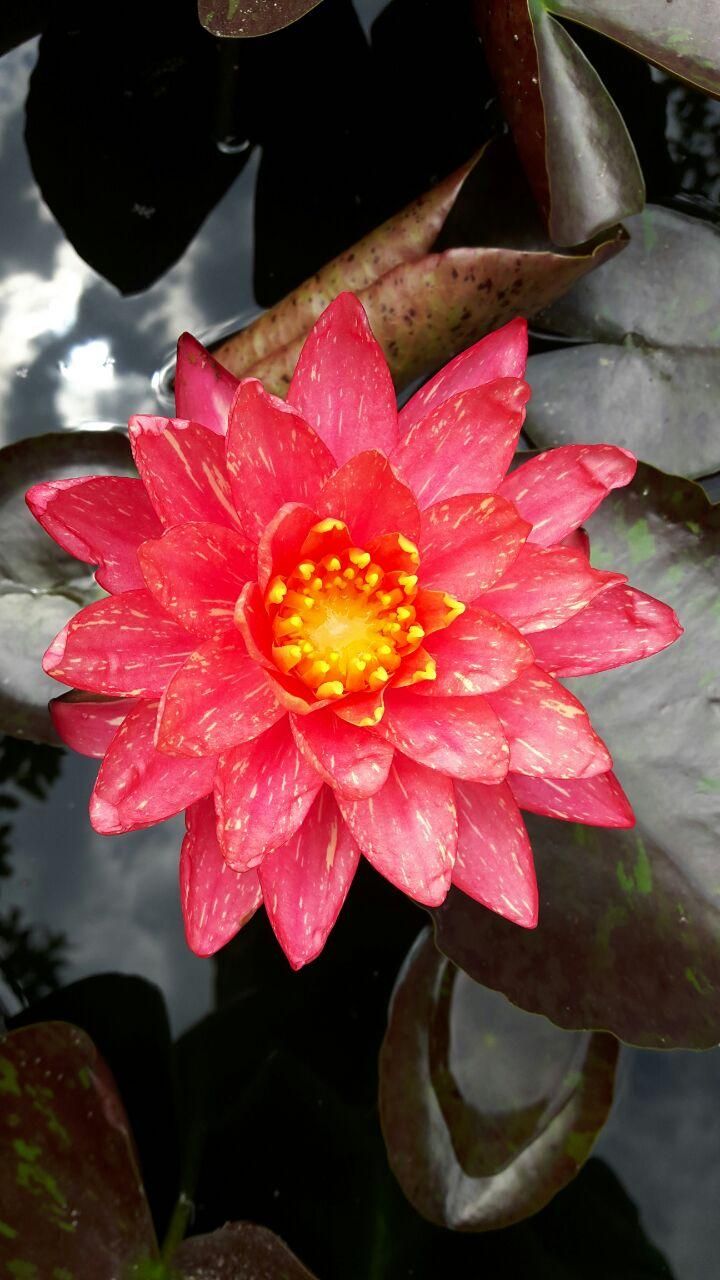 فروش نیلوفر آبی و گیاهان آبزی|گل و گیاه طبیعی|رامسر, |دیوار