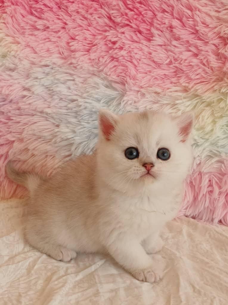 کانال گربه میوهاپ ( پرشین / بریتیش / اسکاتیش )|گربه|اصفهان, جلفا|دیوار