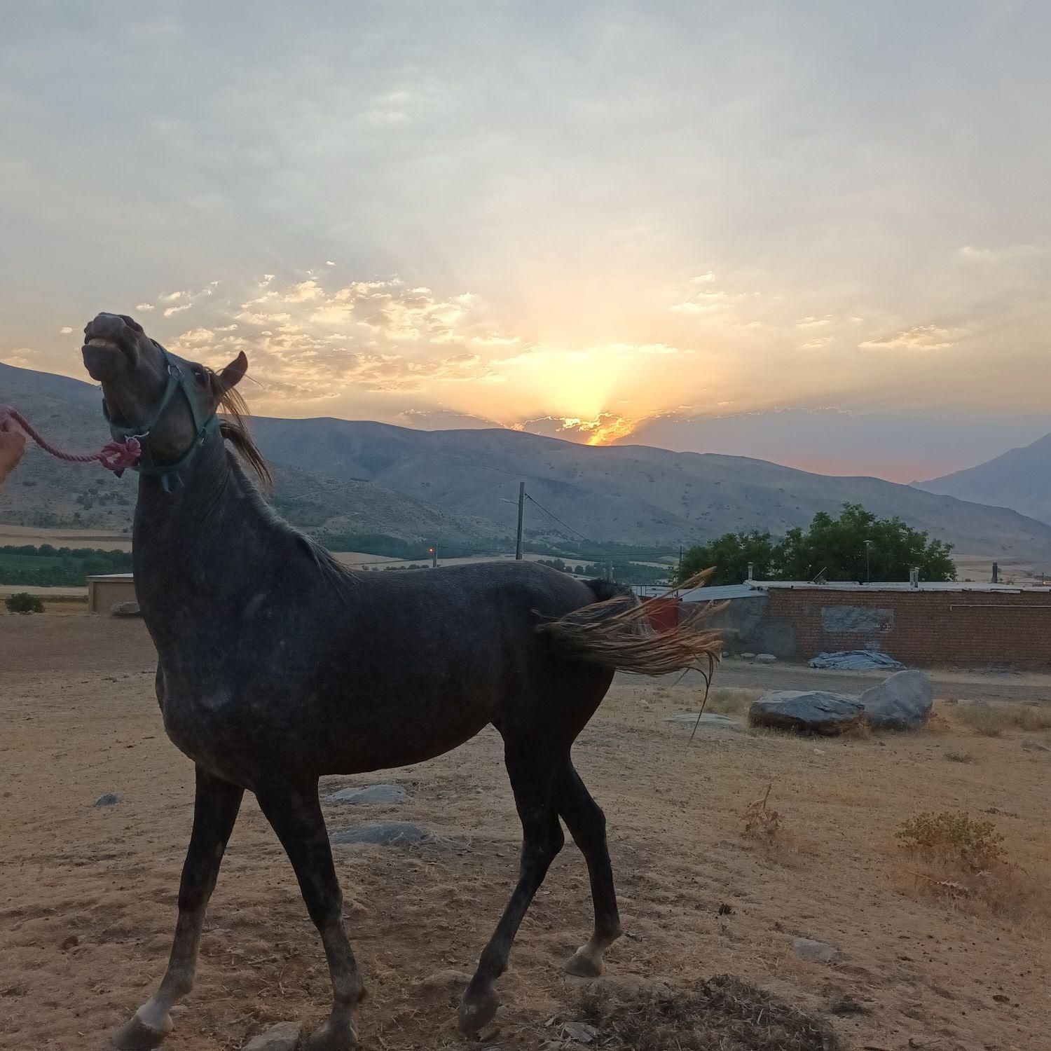 کره اسب مادیان|اسب و تجهیزات اسبسواری|کرمانشاه, |دیوار