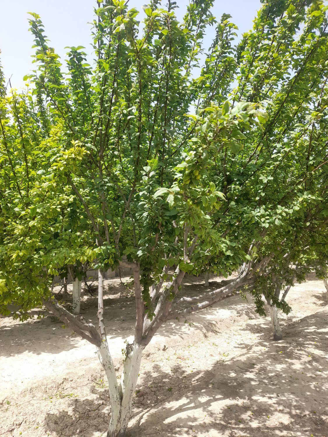 باغ و باغچه ۱۹۰ متری(چسبه بافته مسکونی)دارای برق|فروش زمین و ملک کلنگی|تهران, امیریه|دیوار