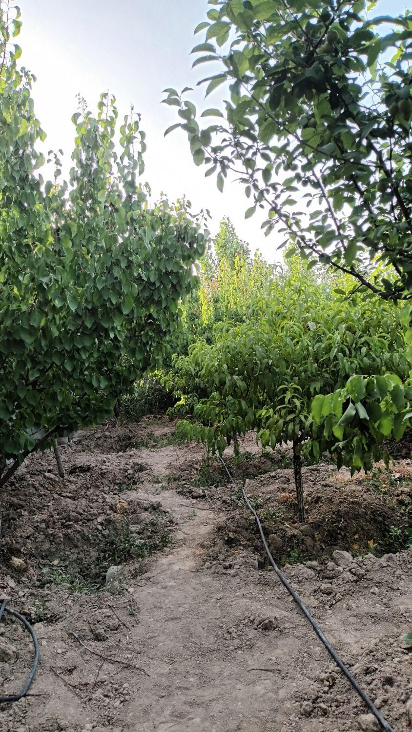 فروش باغچه ۷۰۰ متری|فروش زمین و ملک کلنگی|تهران, باغ فیض|دیوار