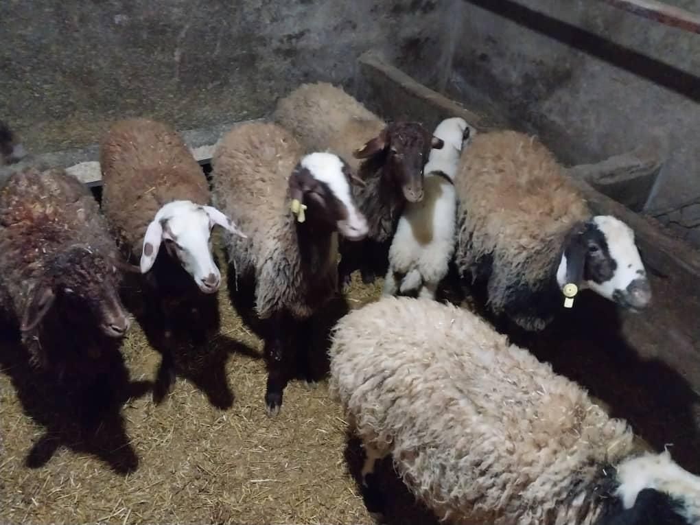 خریدوفروش دام سبک و سنگین ب بالاترین قیمت|حیوانات مزرعه|خمین, |دیوار