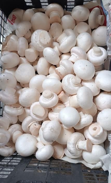 قارچ تازه یزد ، همه روزه ، ارسال رایگان|خوردنی و آشامیدنی|یزد, |دیوار