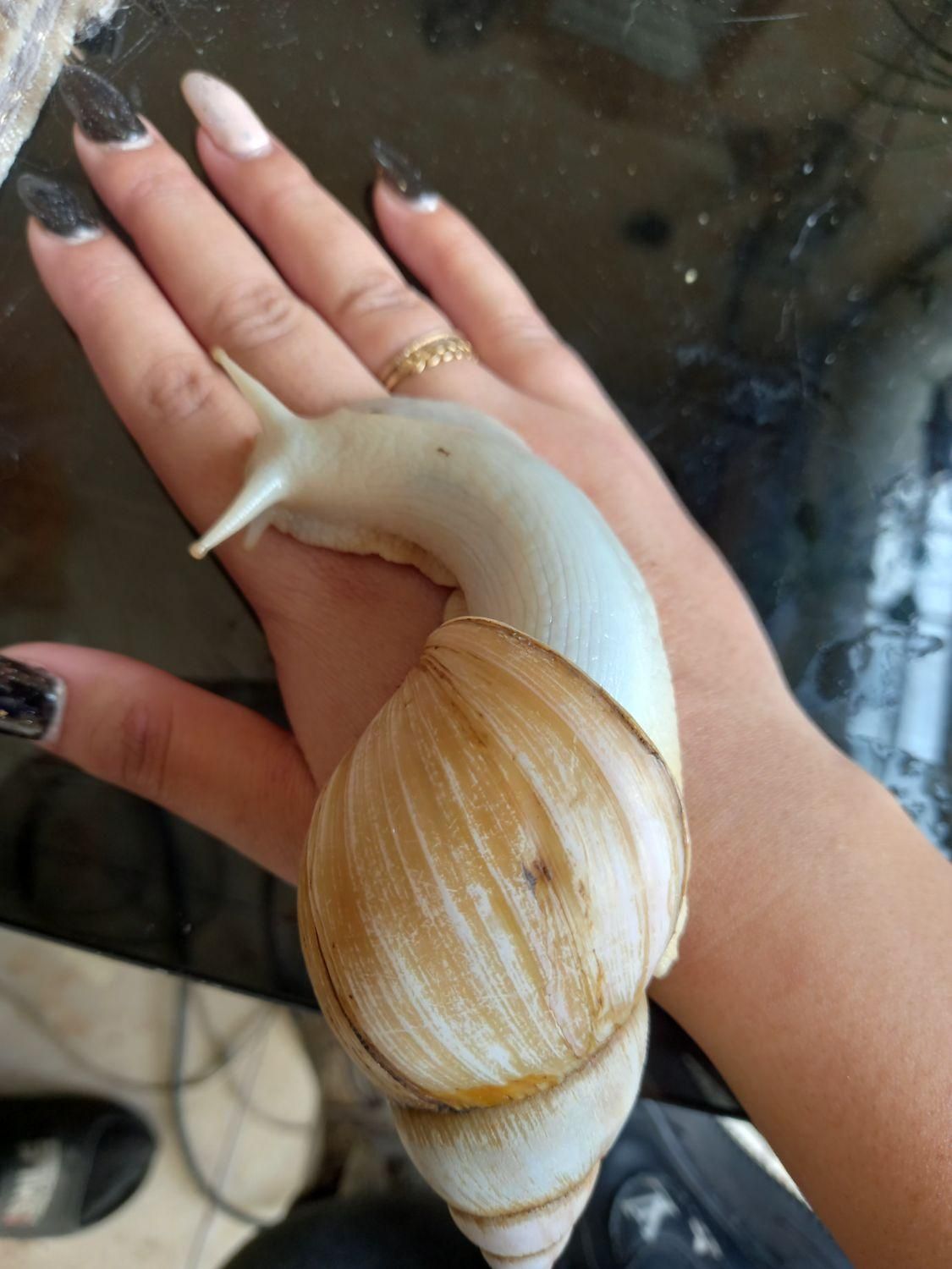 فروش حلزون آلبینو|خزنده|ملارد, |دیوار