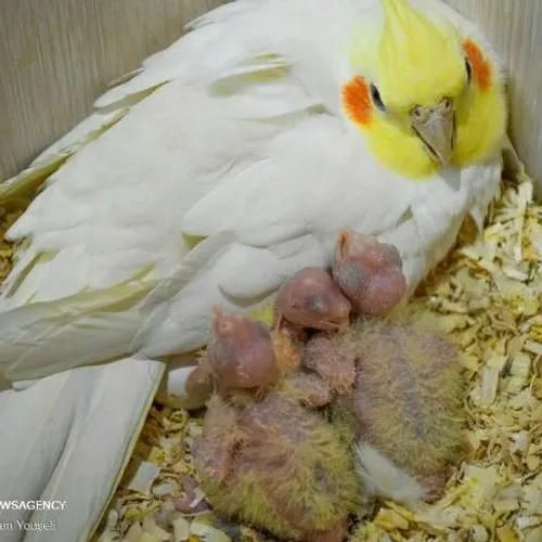 گم شده ۱ عروس هلندی ۳ تا جوجه داره|حیوانات|تاکستان, |دیوار