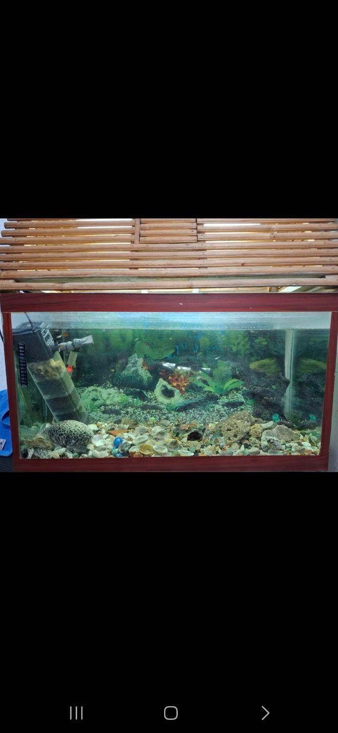 اکواریوم|ماهی|بوشهر, |دیوار