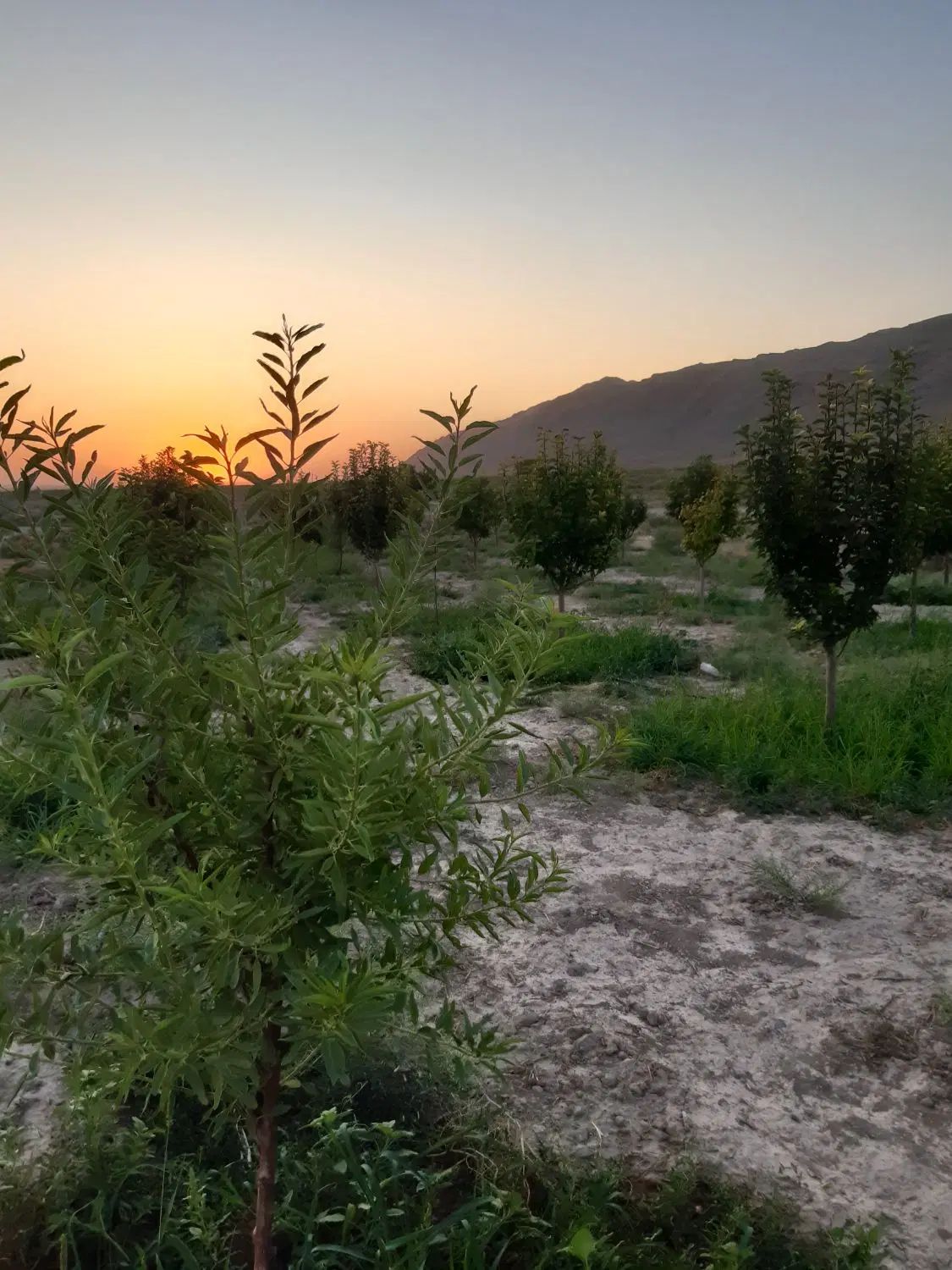فروش زمین ۱۵۰۰ متری در چشمه گیلاس|فروش زمین و ملک کلنگی|مشهد, بهاران|دیوار