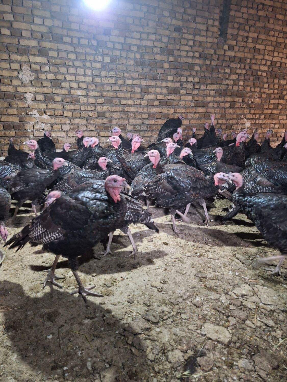 نمیچه بوقلمون یک ماه دوماه|حیوانات مزرعه|تهران, چیتگر جنوبی|دیوار