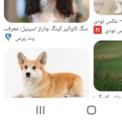 نژاد ولش کورگی ماده ۲ساله|سگ|اصفهان, بهارستان|دیوار