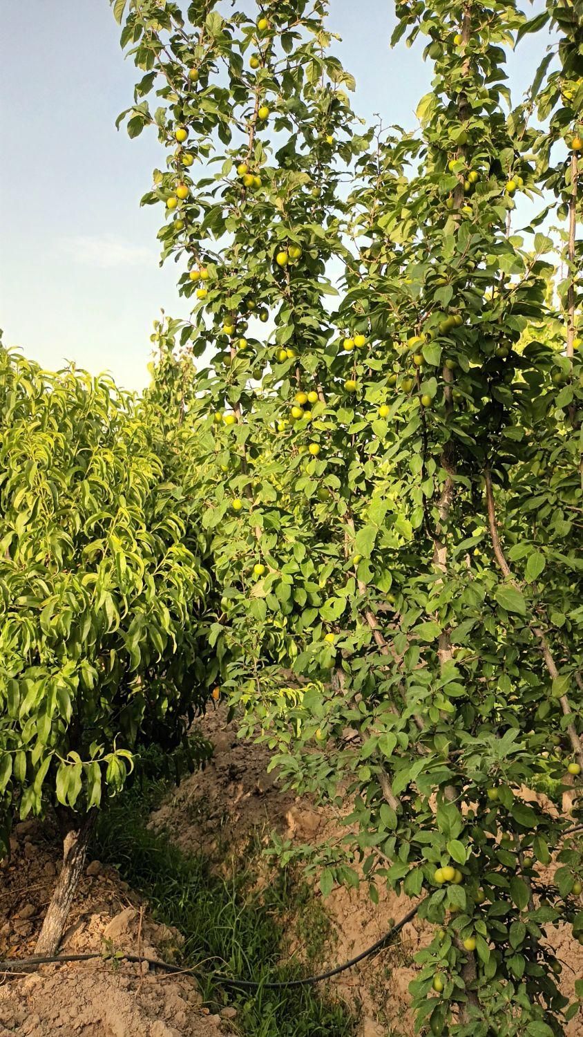 فروش باغچه ۷۰۰ متری|فروش زمین و ملک کلنگی|تهران, باغ فیض|دیوار