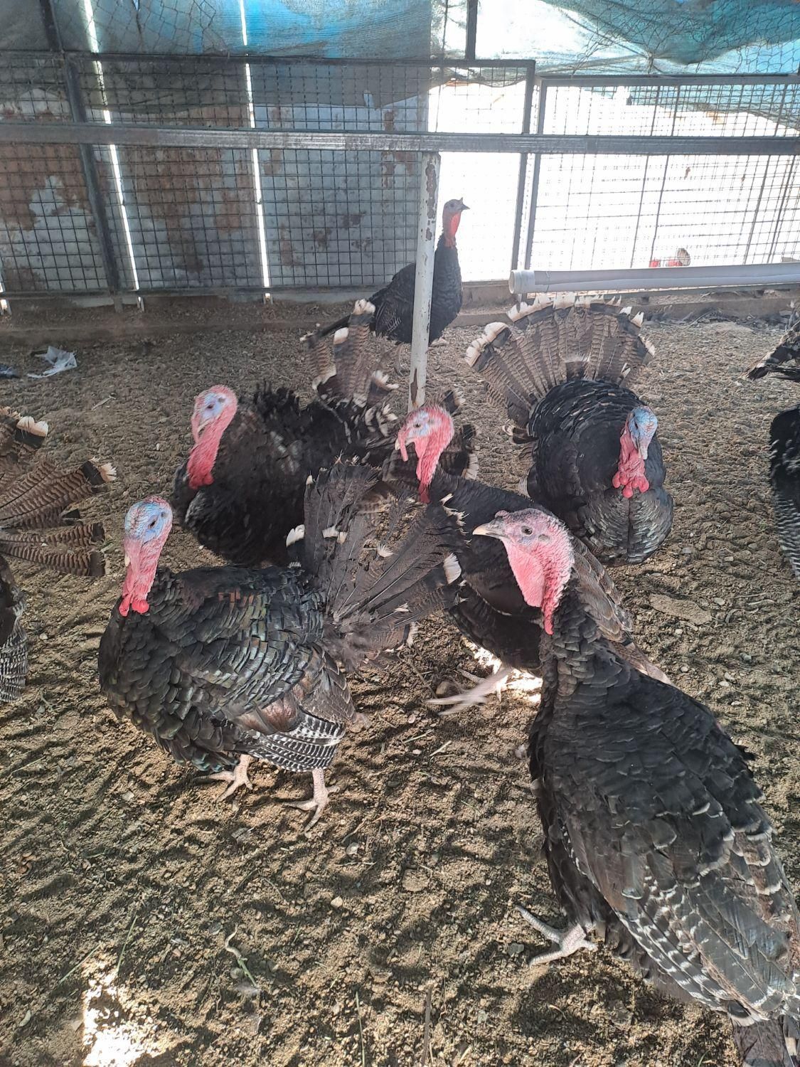 بوقلمون برنز|حیوانات مزرعه|تهران, شهرک طالقانی|دیوار