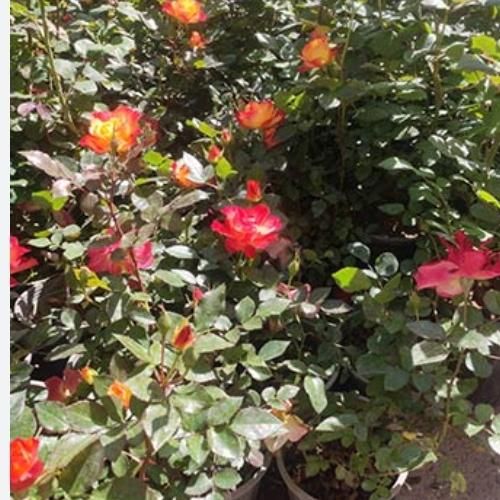 انجام کلیه خدمات باغبانی وسم پاشی|خدمات باغبانی و درختکاری|مشهد, کوشش|دیوار