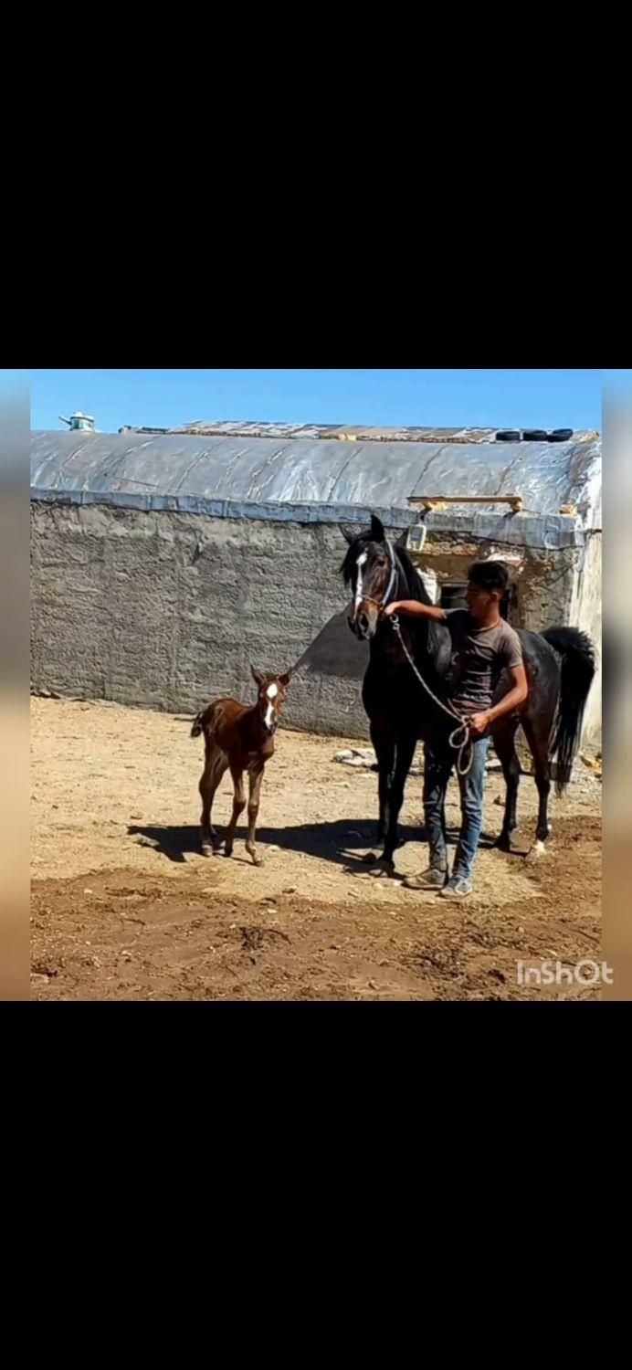 اسب|اسب و تجهیزات اسبسواری|اراک, |دیوار