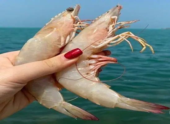 میگو صورتی درشت صید بوشهر|خوردنی و آشامیدنی|تهران, آجودانیه|دیوار