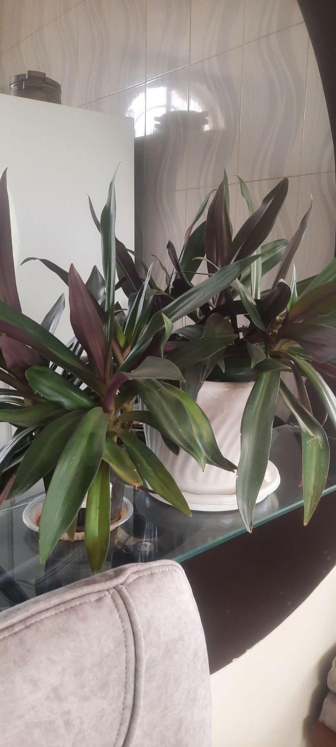 گل پتوس سانسوریایوکاکاج مطبق اشک ملکه برگ بیدی|گل و گیاه طبیعی|لنجان, |دیوار