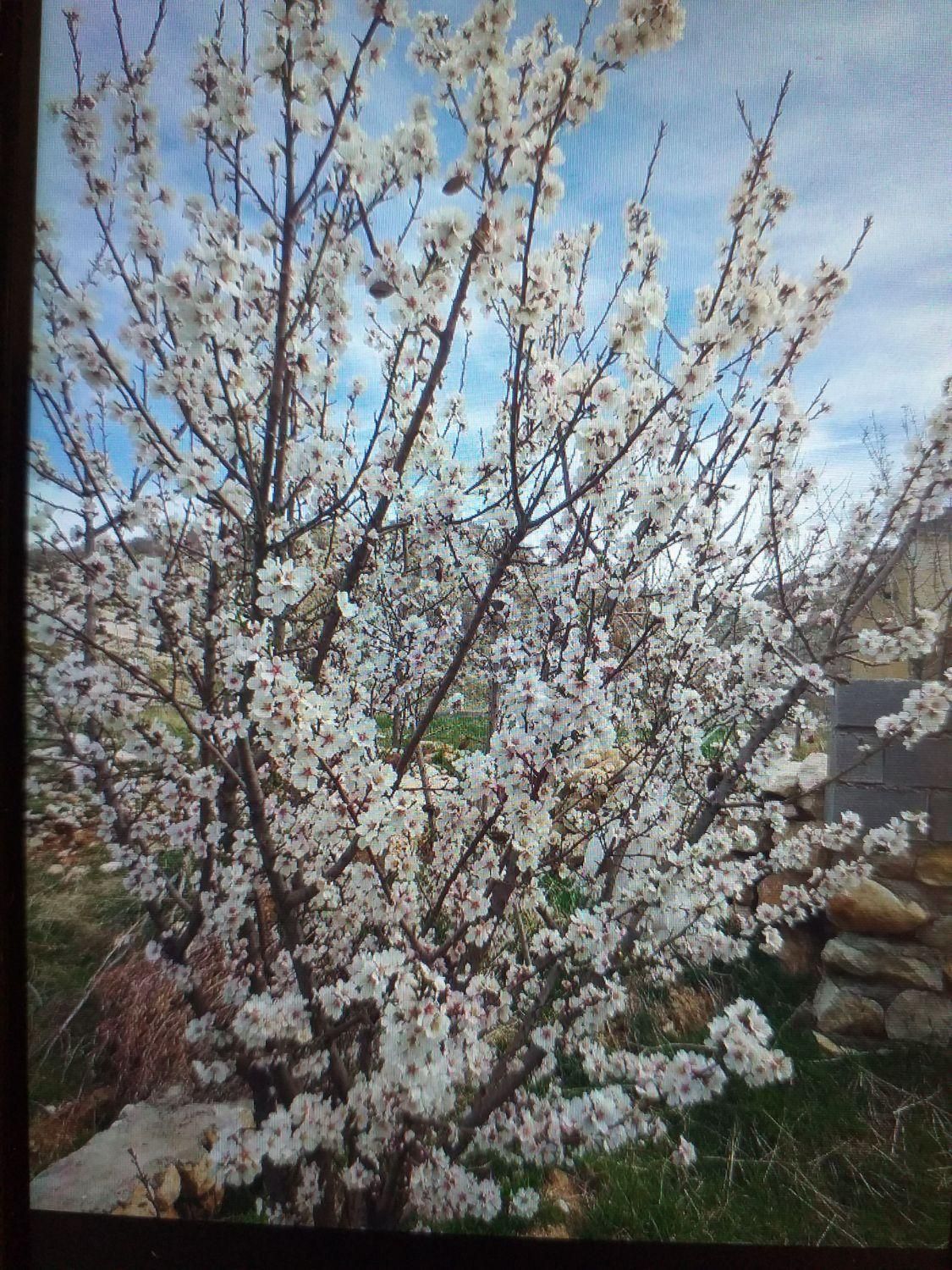 اجاره خانه ویلایی ۴۰ متری ۱ خوابه|اجارهٔ خانه و ویلا|ایوان, |دیوار