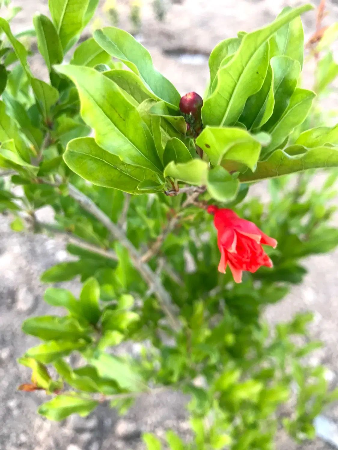 باغچه ۷۵۰ متر با سهمیه آب به صورت نقد و چک|فروش زمین و ملک کلنگی|رباط‌کریم, رباط‌کریم|دیوار