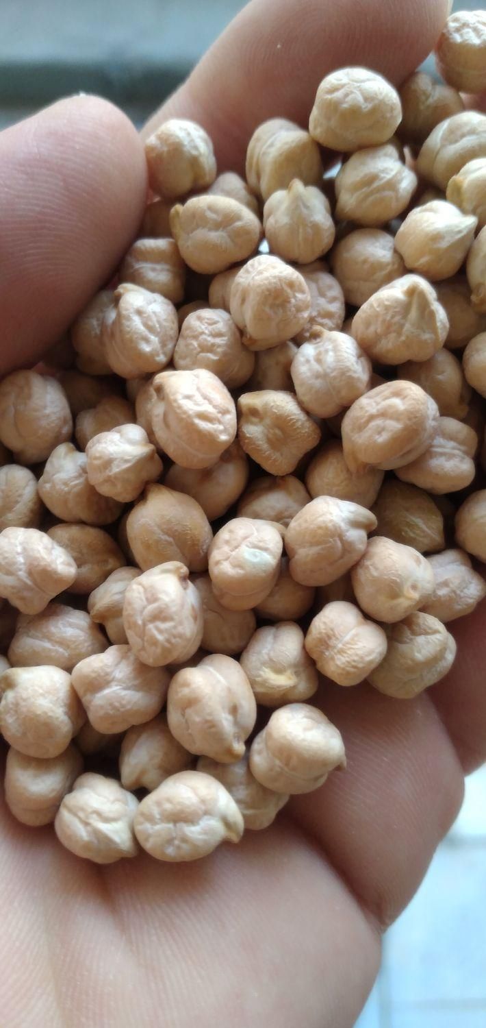 نخود بوجاری شده|خوردنی و آشامیدنی|قم, شهرک فاطمیه|دیوار