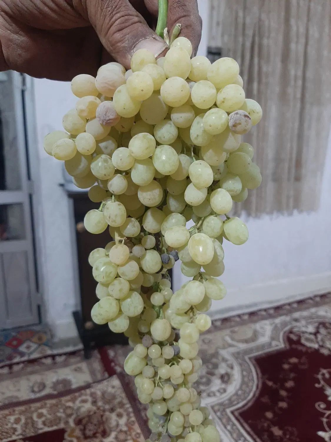 انگور برای کشمش یک تن کیلویی ۸۰ بفروش میرسد|خوردنی و آشامیدنی|بروجرد, |دیوار