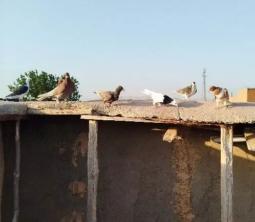 کبوتر سینه سیاه کله دمسفید طوقی رنگه ساده پرشی|پرنده|مشهد, موسوی قوچانی|دیوار