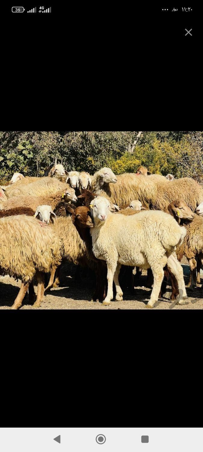 گوسفند وبره نر چاق گوشتی جهت مراسمات|حیوانات مزرعه|قزوین, |دیوار