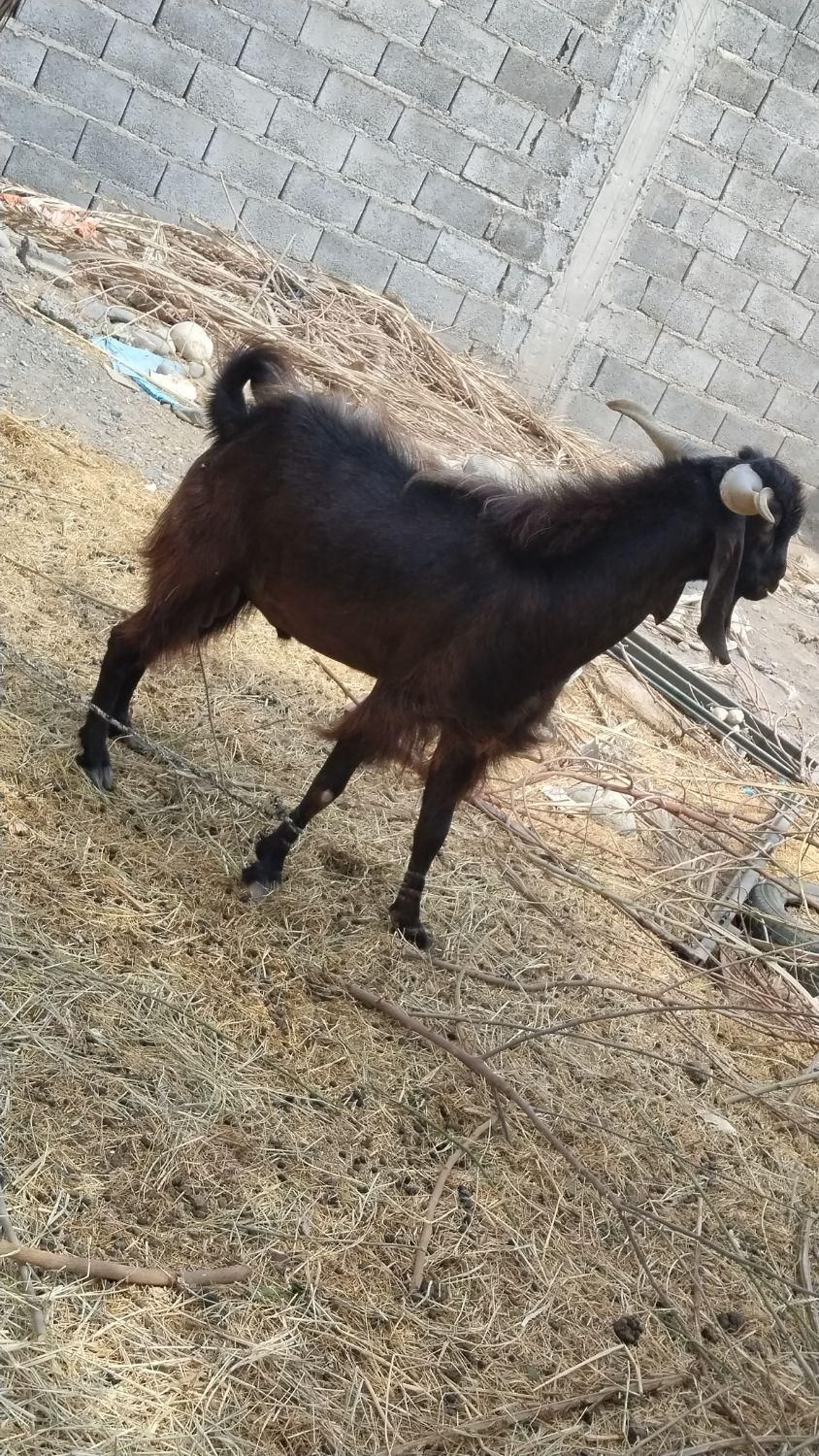 نری|حیوانات مزرعه|جیرفت, |دیوار