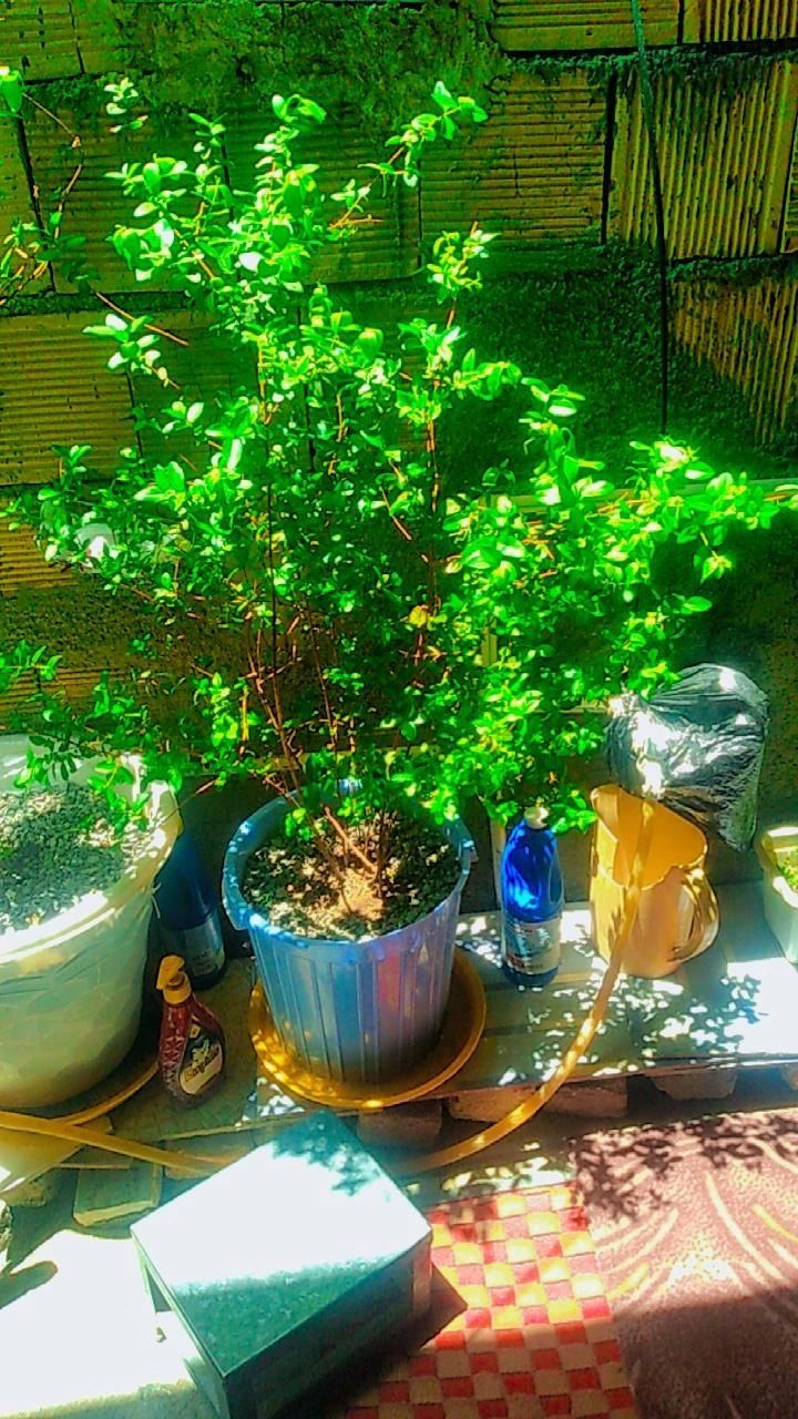 گل پنجه گربه ای و مورد|گل و گیاه طبیعی|جوانرود, |دیوار