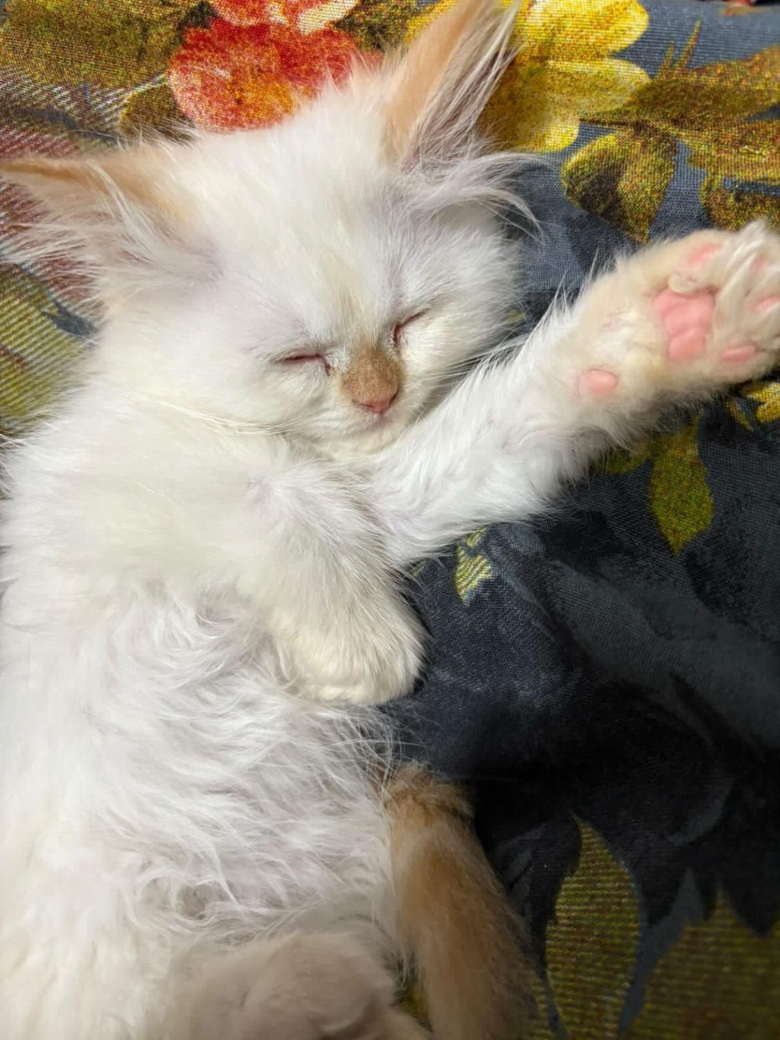 غیر رایگان است(بچه گربه)|گربه|کرمان, |دیوار