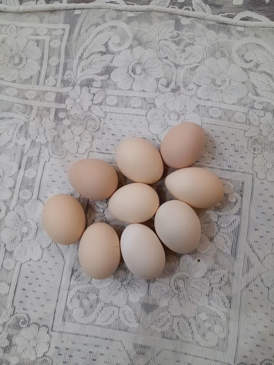 تخم مرغ رسمی|خوردنی و آشامیدنی|یزد, |دیوار