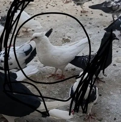 چند عدد کفتر ماده|پرنده|اصفهان, کوی راه حق|دیوار