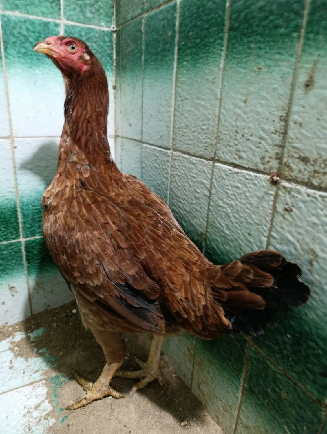 مرغ لاری کرکشو|حیوانات مزرعه|رشت, استقامت ۱|دیوار