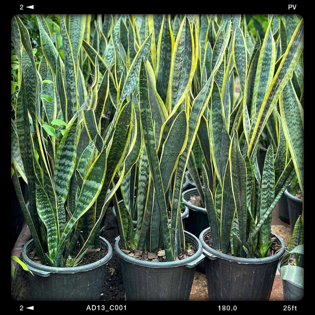 گل سانسوریا ابلق ریشه لخت|گل و گیاه طبیعی|رودبنه, |دیوار