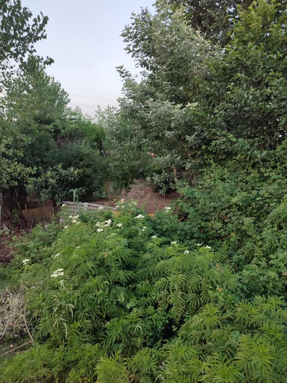 فروش زمین ۲۰۶ متری مسکونی|فروش زمین و ملک کلنگی|رشت, لاکان|دیوار