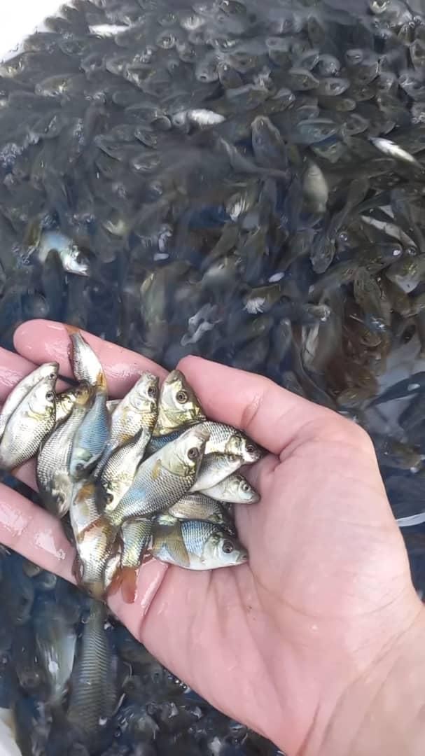 بچه ماهی کپور|ماهی|کاشان, پامنار|دیوار