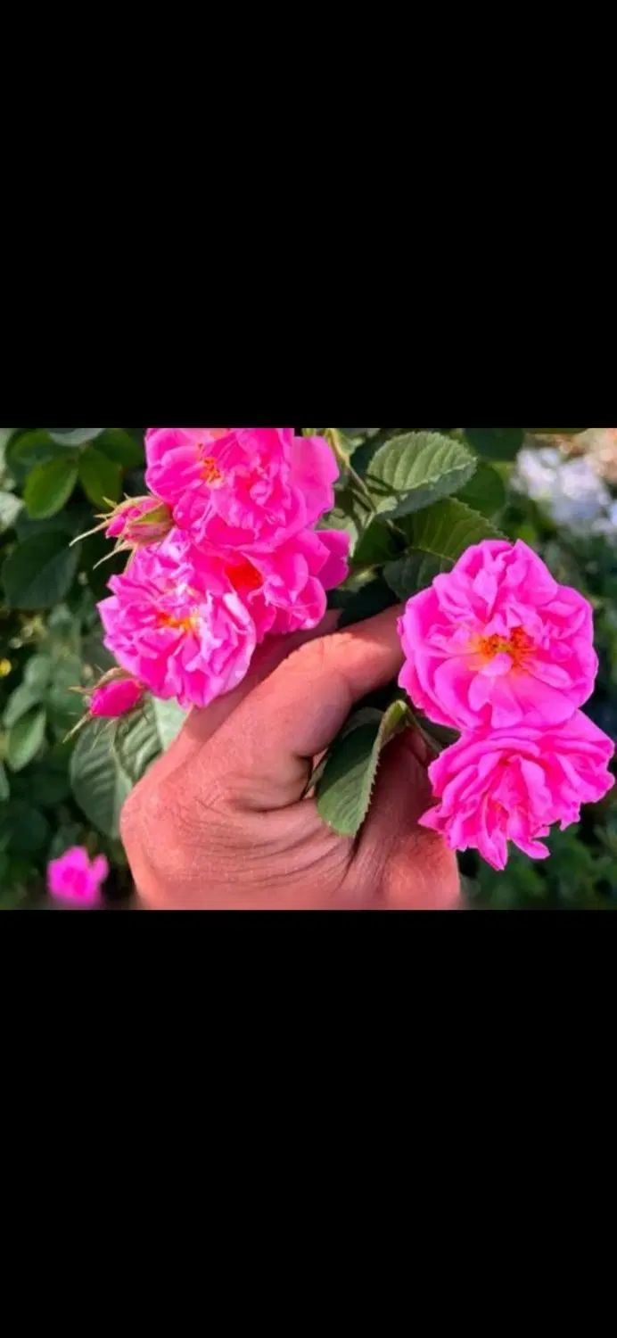 پخش گلاب وعرقیجات عمده مخصوص شیرینی فروشی وکافه ها|خوردنی و آشامیدنی|کاشان, فاز ۲ ناجی آباد|دیوار