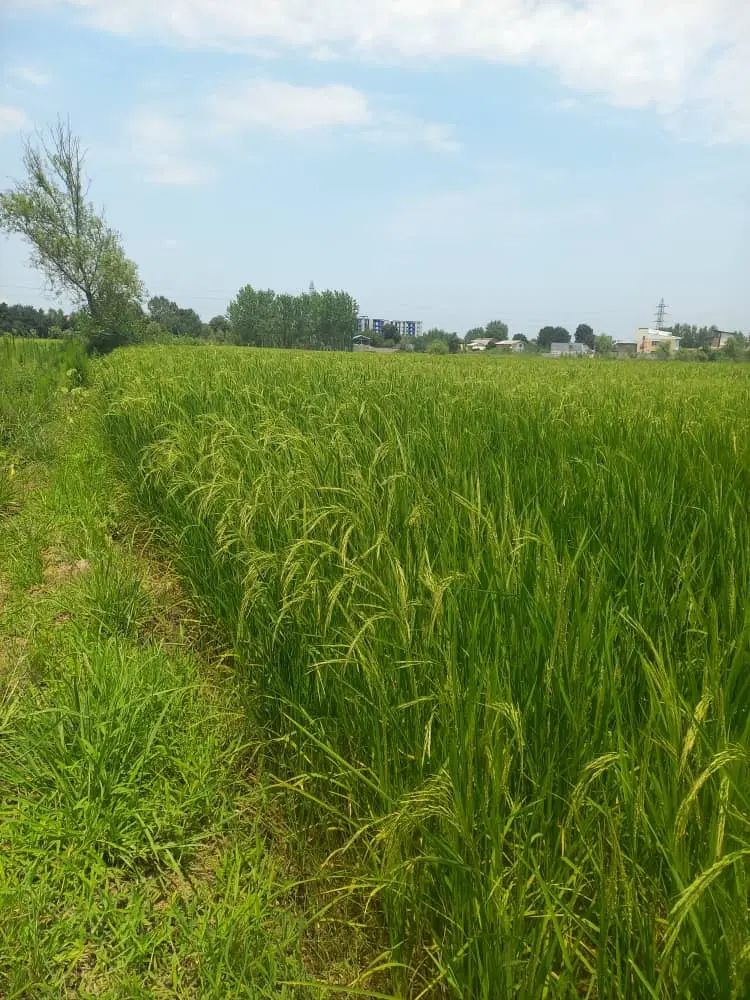 زمین کشاورزی به متراژ ۱۰۰۰متر|فروش دفتر صنعتی، کشاورزی، تجاری|رشت, حومه رشت|دیوار