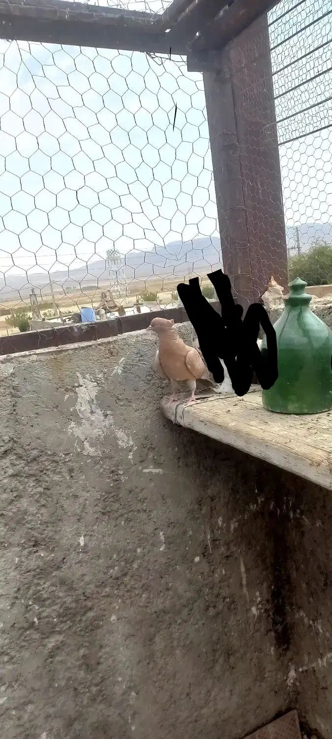 کفتر|پرنده|تهران, حسن‌آباد|دیوار