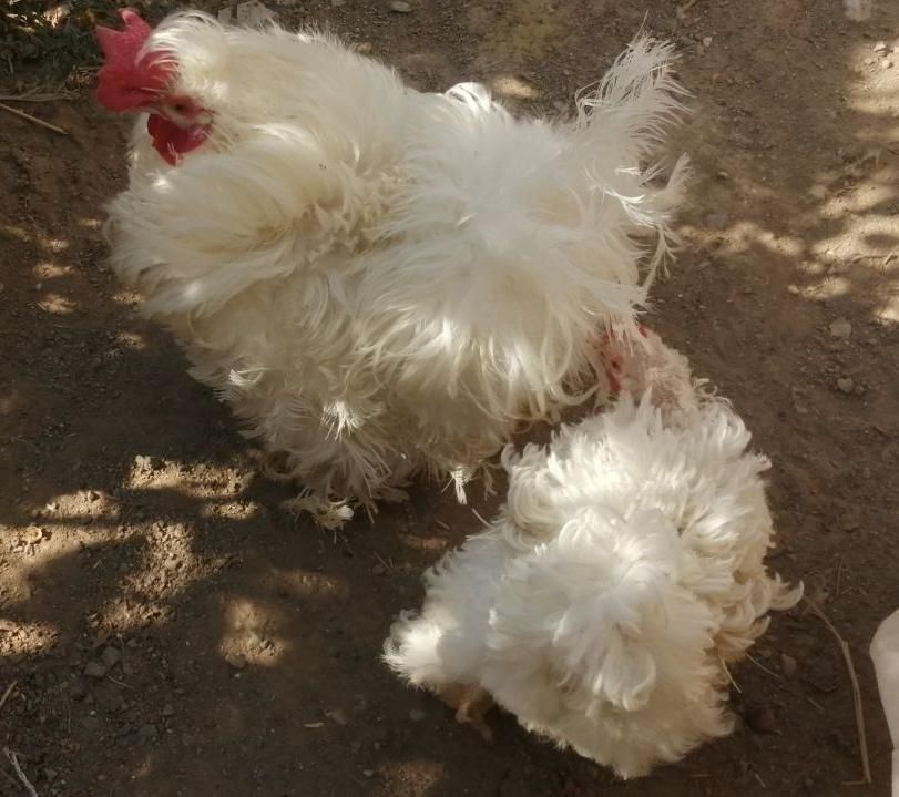 تخم نطفه دار..|حیوانات مزرعه|سبزوار, ایزی شهر|دیوار