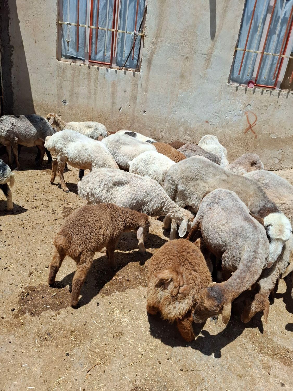 تعدادی گوسفندداشتی|خوردنی و آشامیدنی|شیروان (خراسان), |دیوار