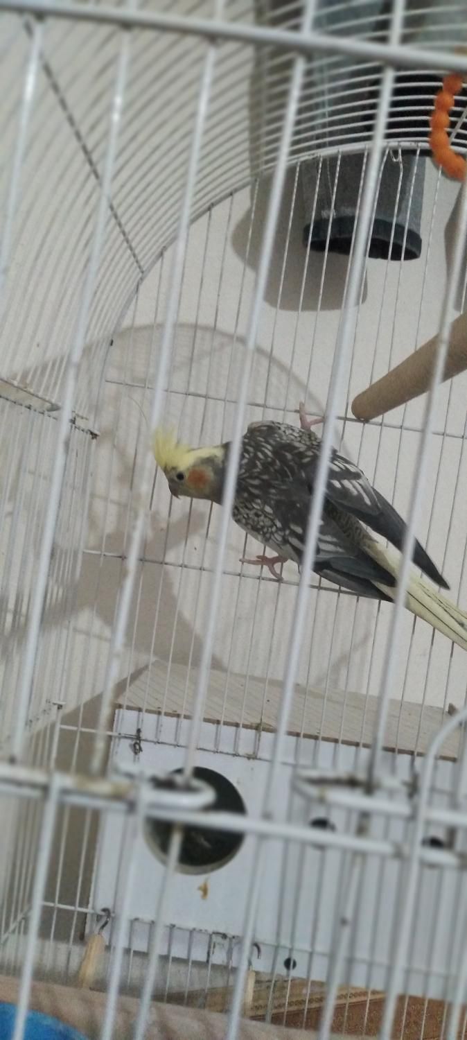 عروس هلندی  جفت|پرنده|شادگان, |دیوار